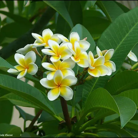 Ivy Kyrenia (Northern Cyprus)
